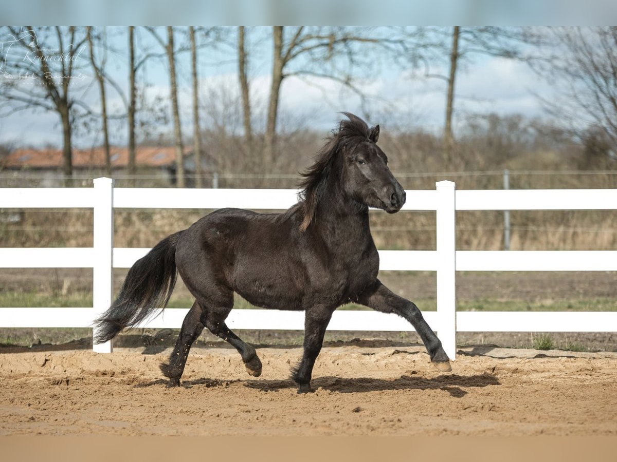 Islandpferd Hengst 3 Jahre 139 cm Rappe in Lehmrade