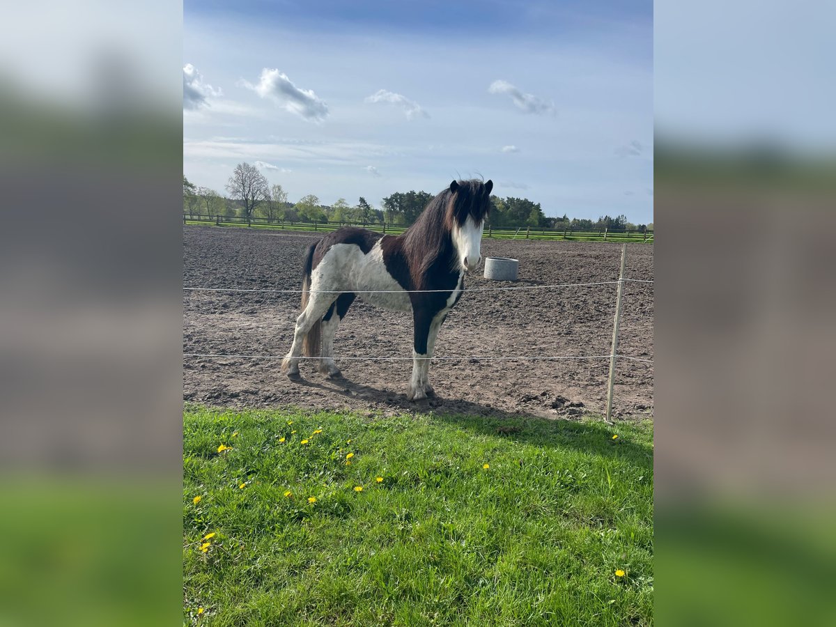 Islandpferd Hengst 3 Jahre 139 cm Schecke in Hönow