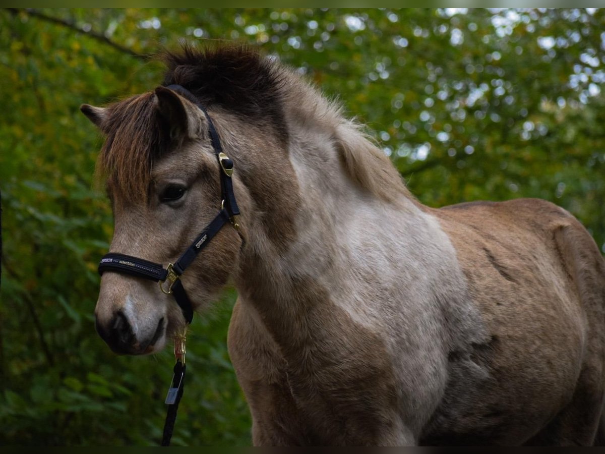 Islandpferd Hengst 3 Jahre 139 cm in Blunk