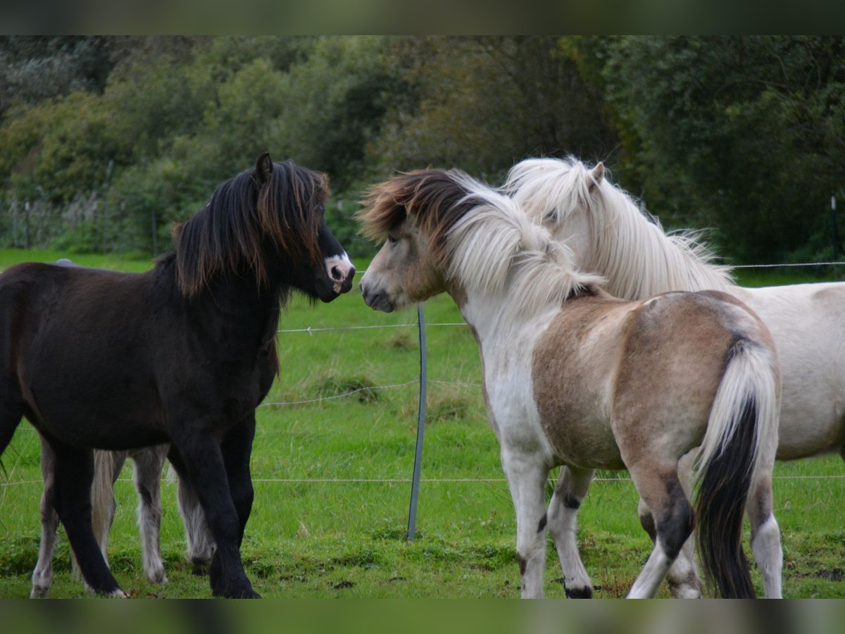 Islandpferd Hengst 3 Jahre 139 cm in Blunk