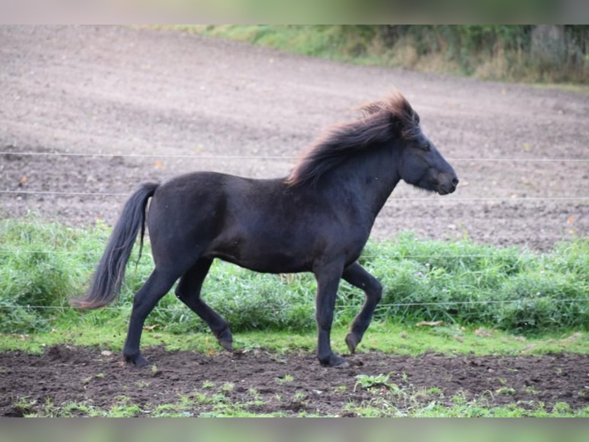 Islandpferd Hengst 3 Jahre 140 cm in Blunk