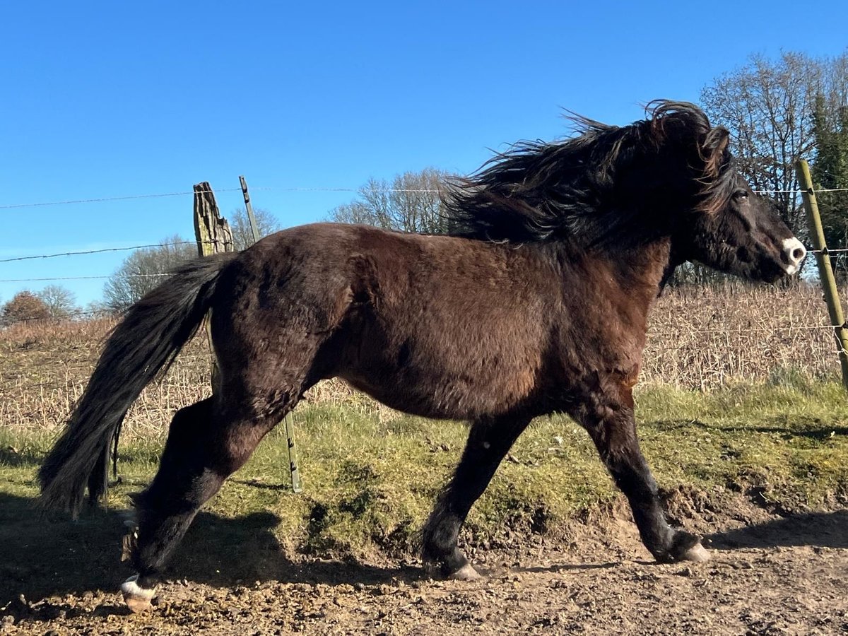Islandpferd Hengst 3 Jahre 140 cm in Blunk