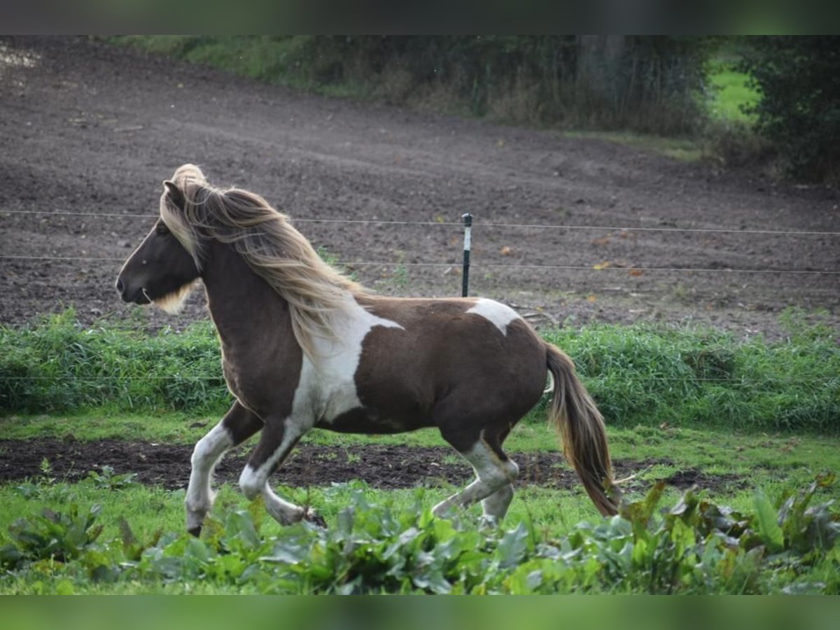 Islandpferd Hengst 3 Jahre 142 cm Schecke in Blunk