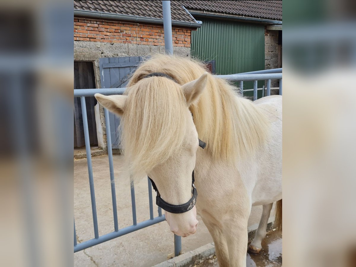 Islandpferd Hengst 3 Jahre 143 cm Schecke in Schrozberg