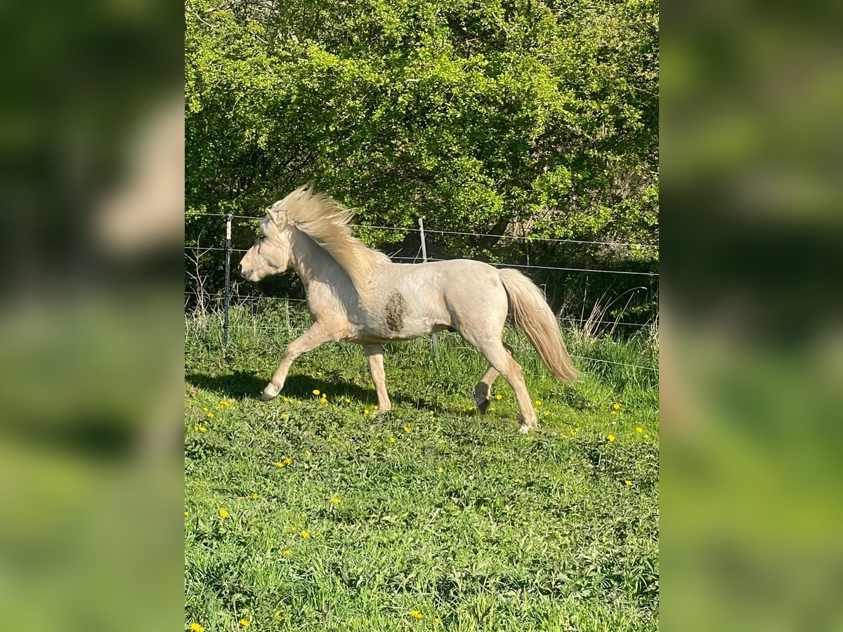 Islandpferd, Hengst in Bosau