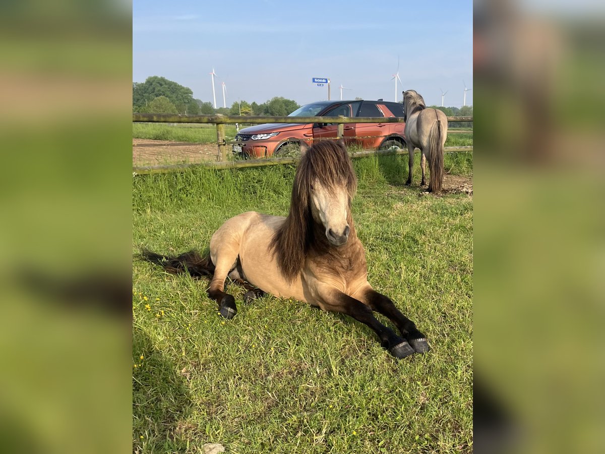 Islandpferd, Hengst in Rheurdt