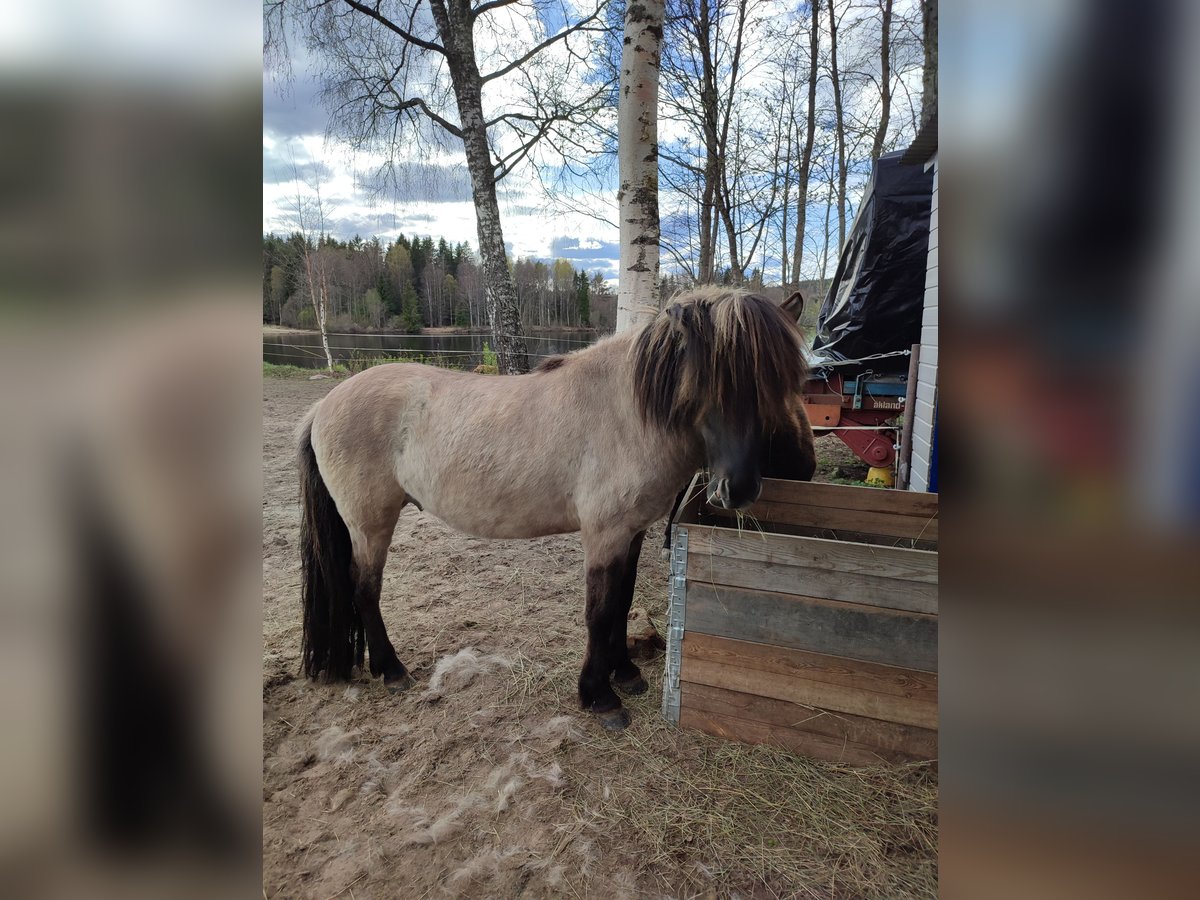 Islandpferd Hengst 4 Jahre 140 cm in Torsby