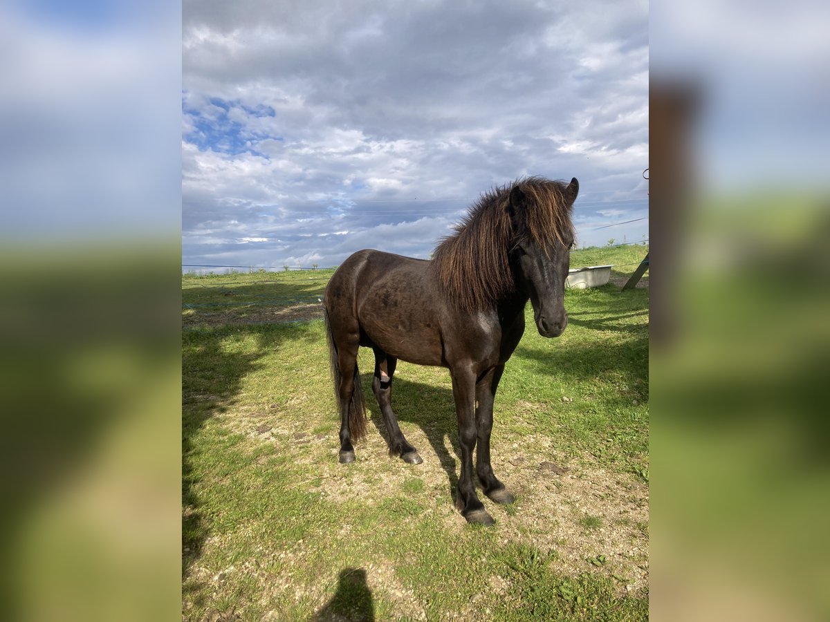 Islandpferd Hengst 4 Jahre 141 cm Rappe in Hartl