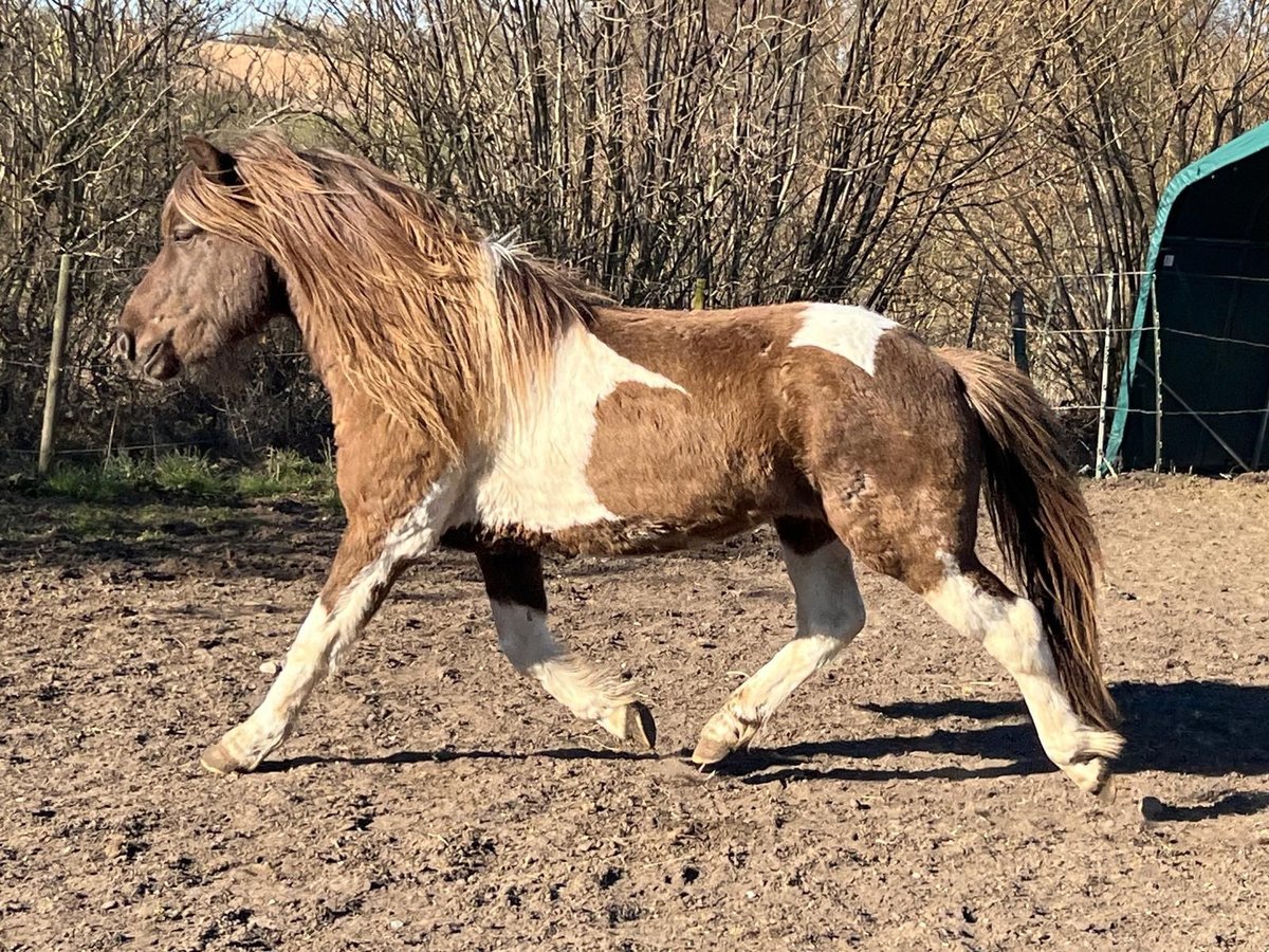 Islandpferd Hengst 4 Jahre 142 cm Schecke in Blunk