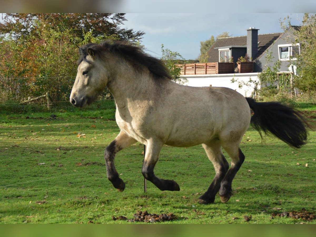 Islandpferd Hengst 4 Jahre 142 cm in NehmsBlunk
