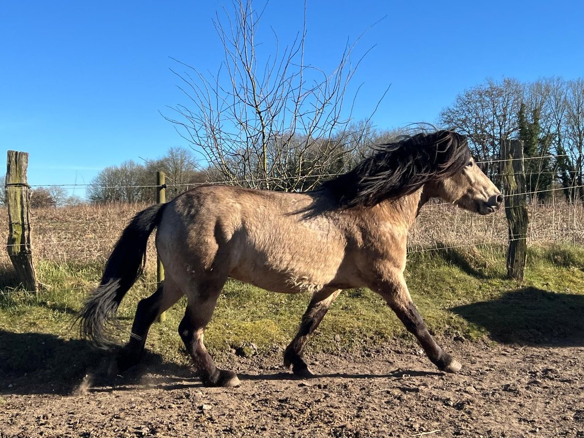 Islandpferd Hengst 4 Jahre 142 cm in NehmsBlunk