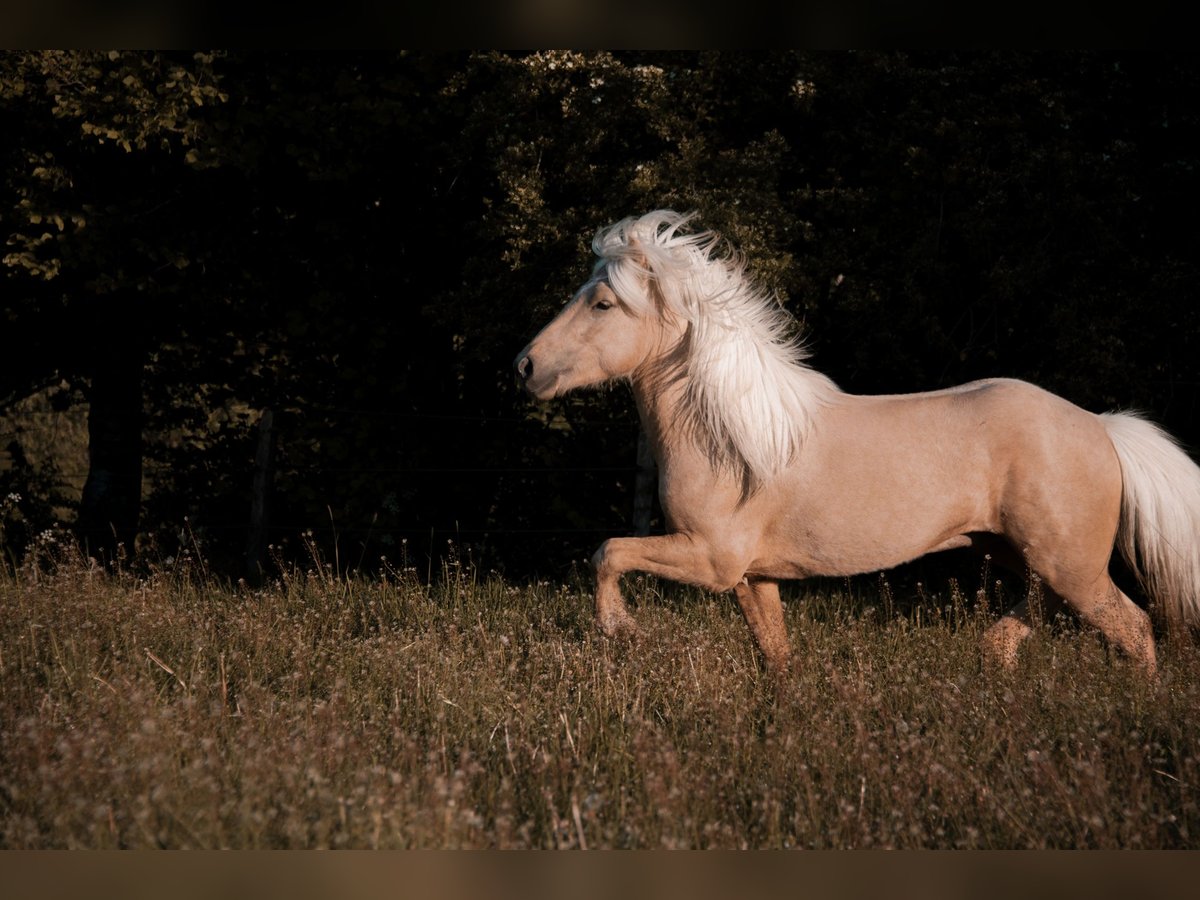Islandpferd Hengst 5 Jahre 138 cm Palomino in H&#xFC;ckeswagen