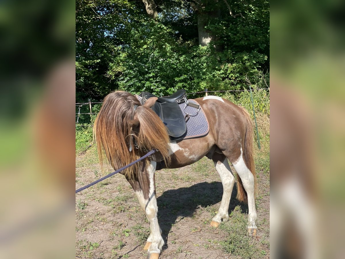 Islandpferd, Hengst in Blunk