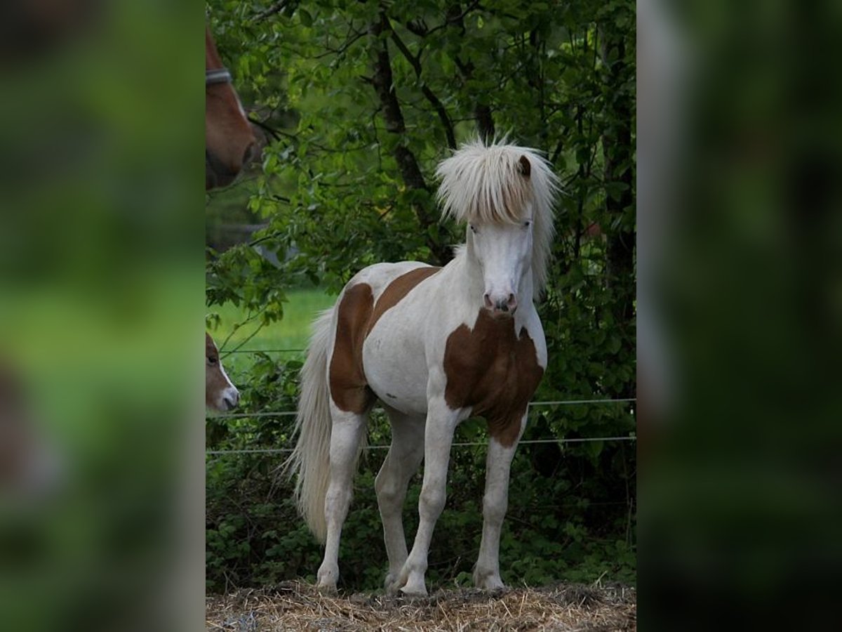 Islandpferd Hengst 6 Jahre 139 cm Tovero-alle-Farben in GOVEN