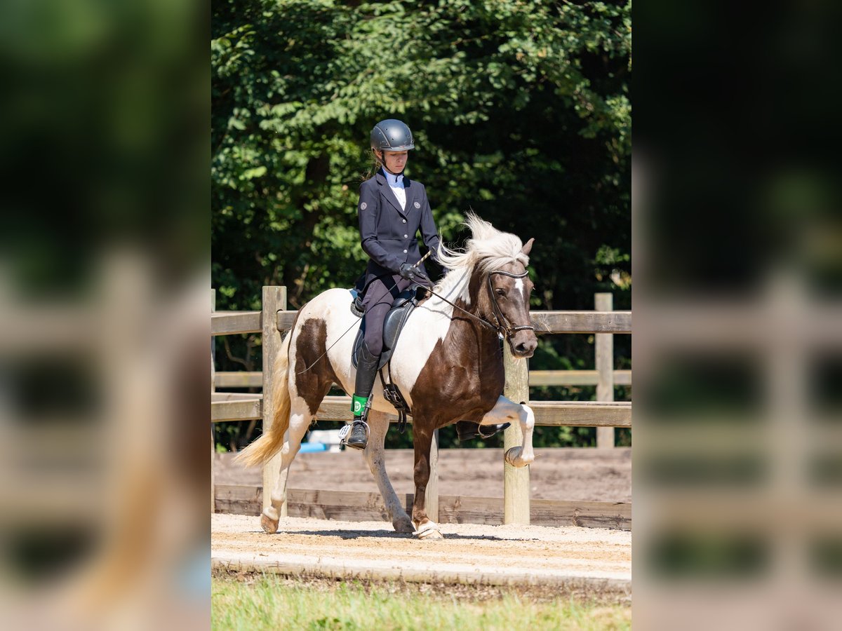 Islandpferd Hengst 8 Jahre 140 cm Schecke in Euskirchen