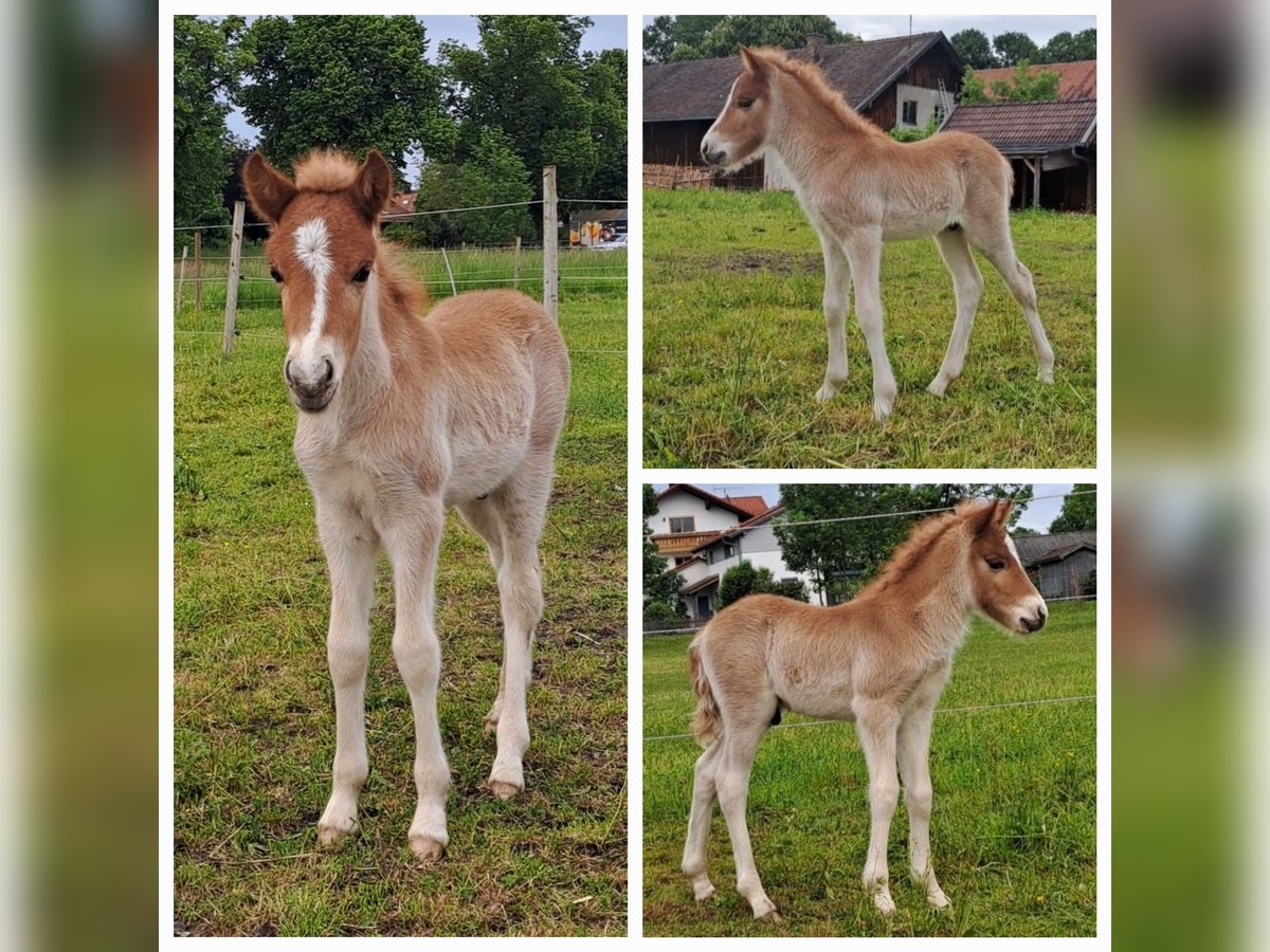Islandpferd Hengst  138 cm Fuchs in Polling