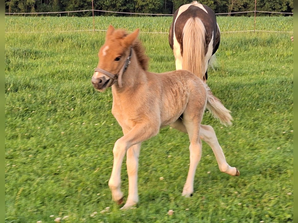 Islandpferd Hengst Fohlen (05/2025) 140 cm Fuchs in Schacha