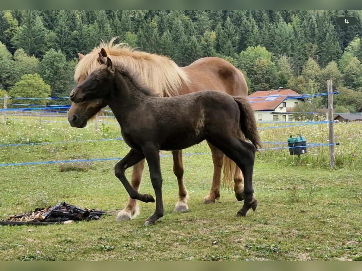Islandpferd Hengst Fohlen (06/2025) 140 cm Rappe in V&#xF6;lkermarkt