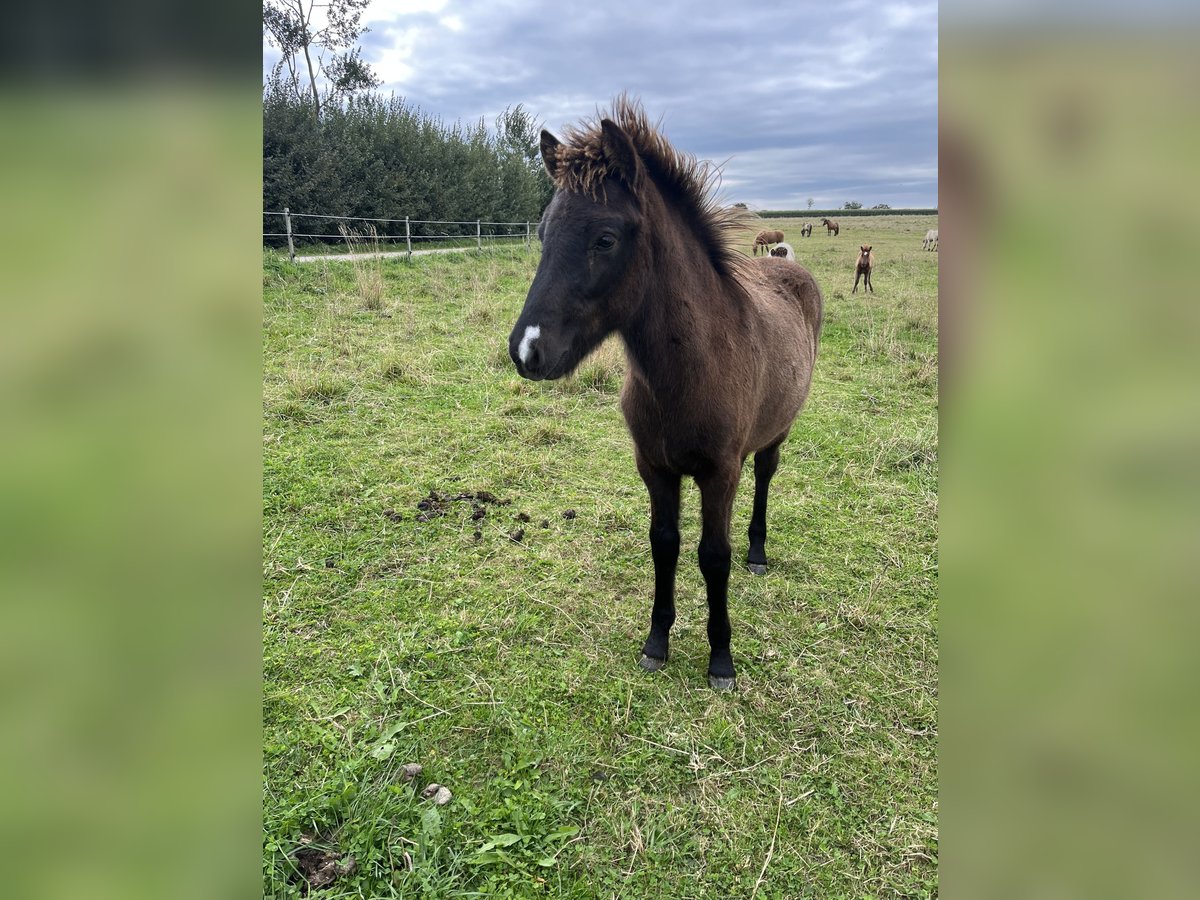 Islandpferd Hengst Fohlen (05/2025) 143 cm Rappe in Hohenfelde