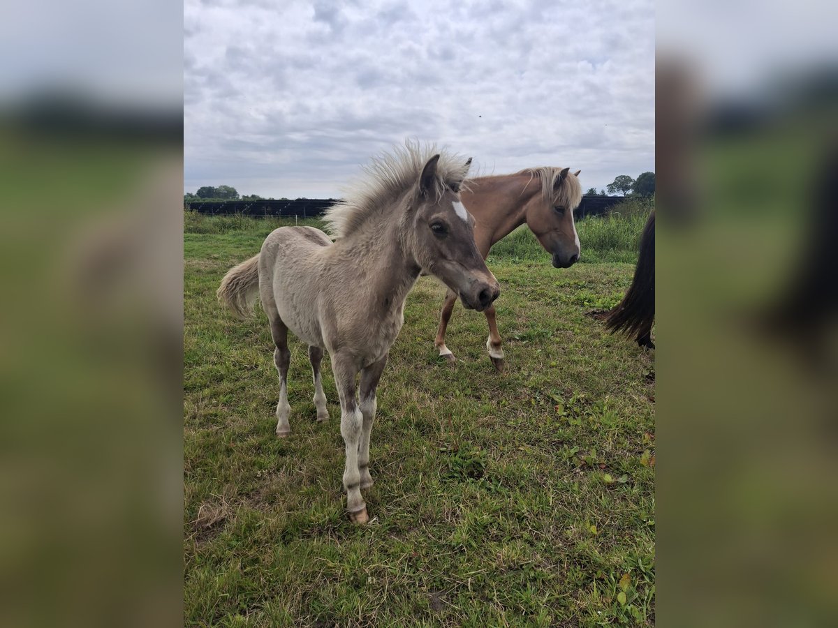 Islandpferd Hengst  145 cm Grullo in Alkmaar