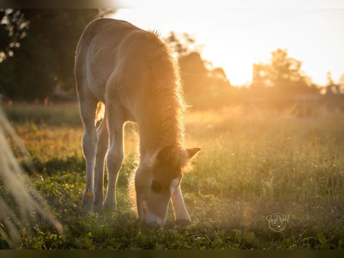 Islandpferd Hengst  Fuchs in Polling