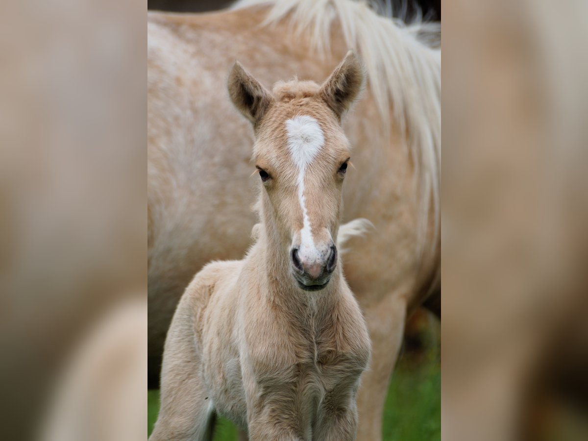 Islandpferd Hengst Fohlen (05/2025) Palomino in Polling