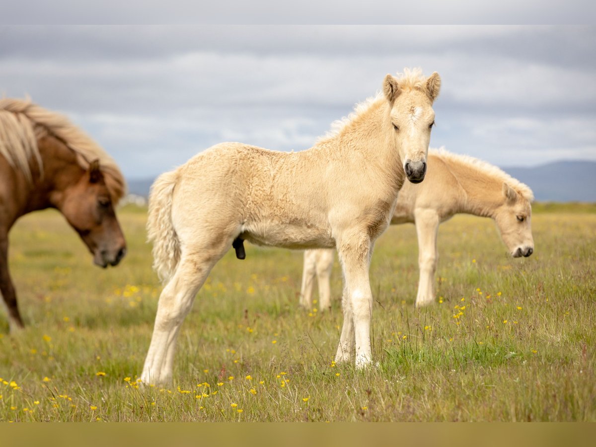 Islandpferd Hengst  Palomino in Hvolsv&#xF6;llur