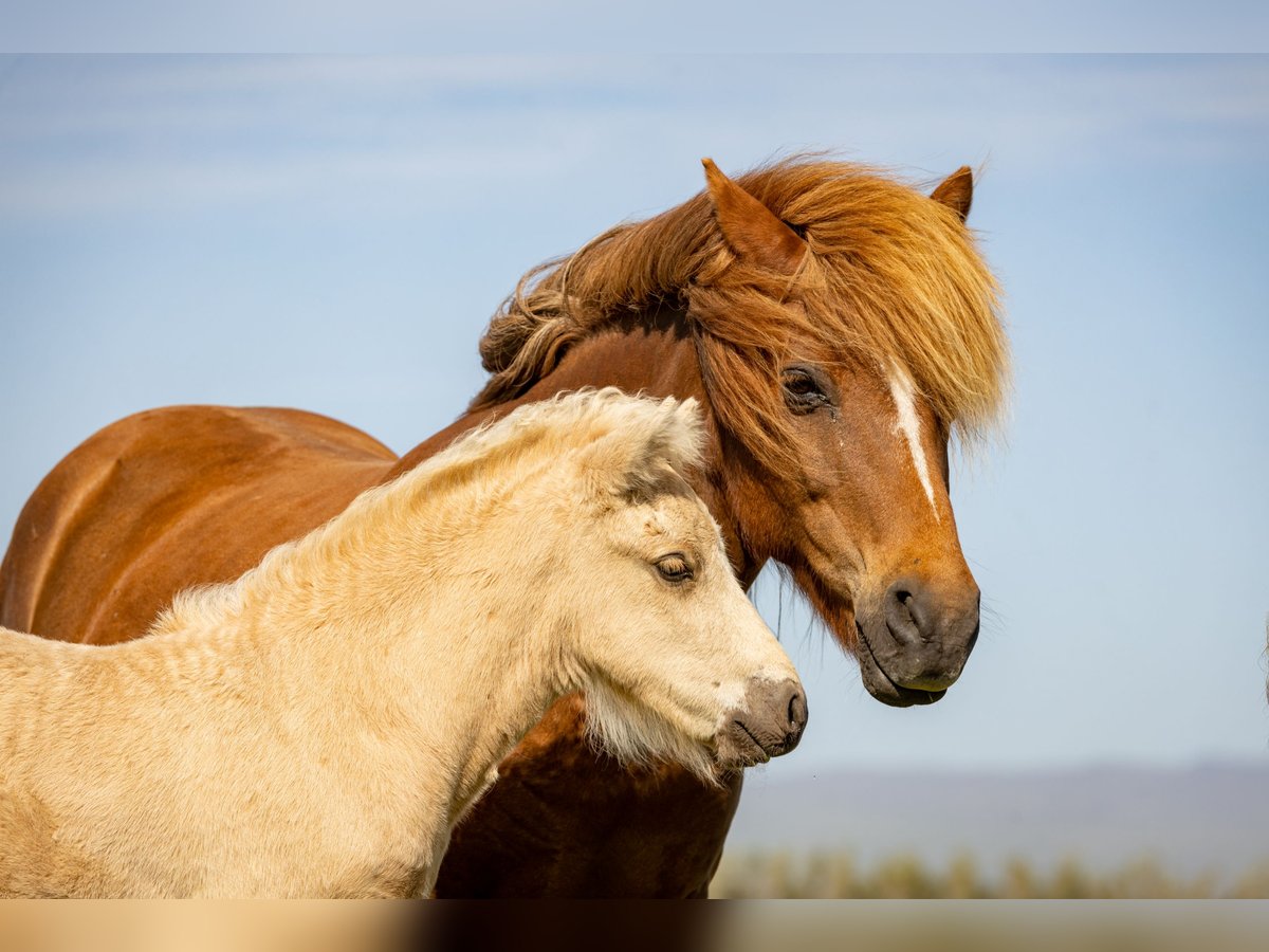Islandpferd Hengst  Palomino in Hvolsv&#xF6;llur