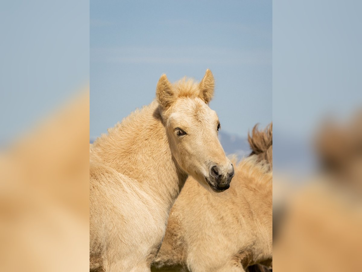 Islandpferd Hengst Fohlen (06/2025) Palomino in Hvolsv&#xF6;llur
