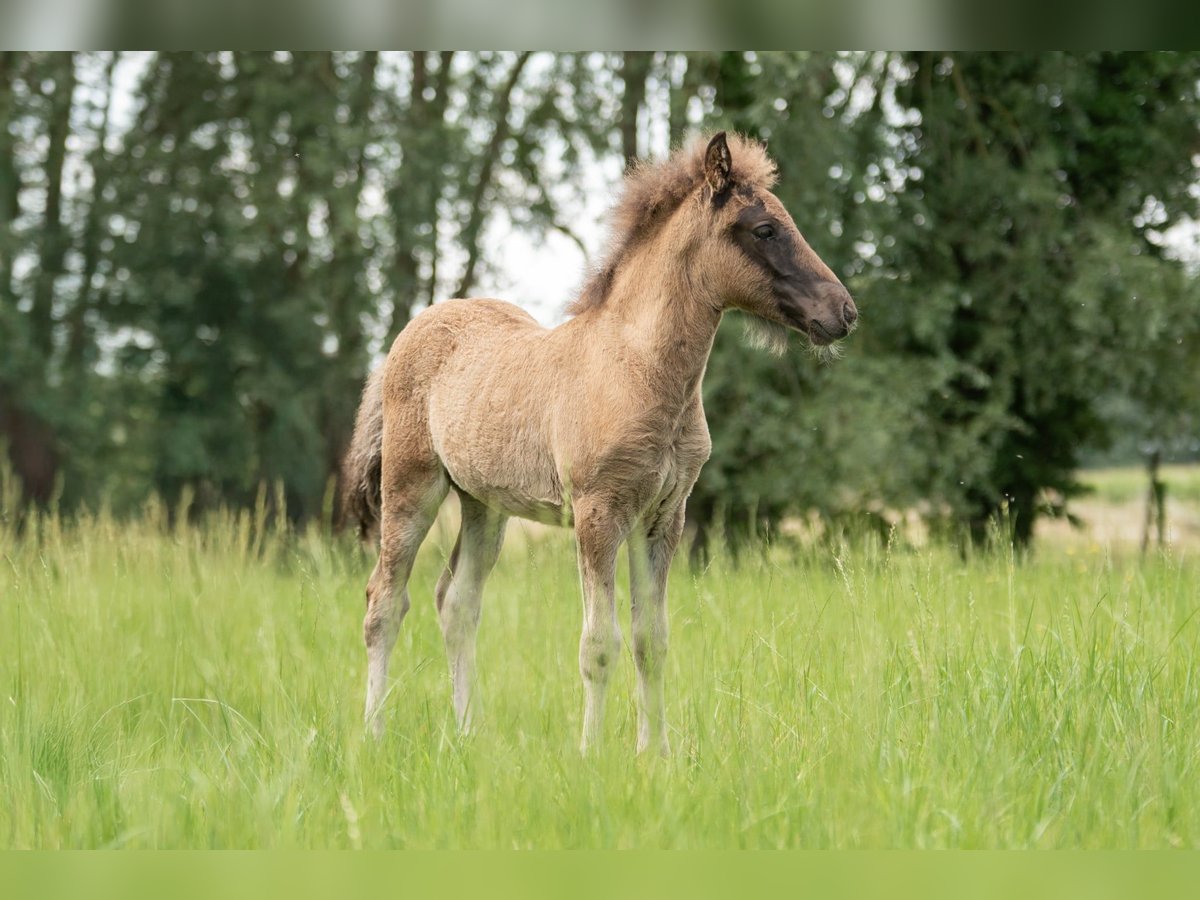 Islandpferd Hengst Fohlen (06/2025) Rappe in Laarne