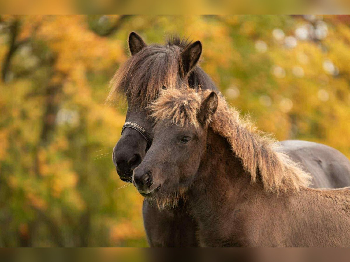 Islandpferd Hengst Fohlen (05/2025) Rappe in Laarne
