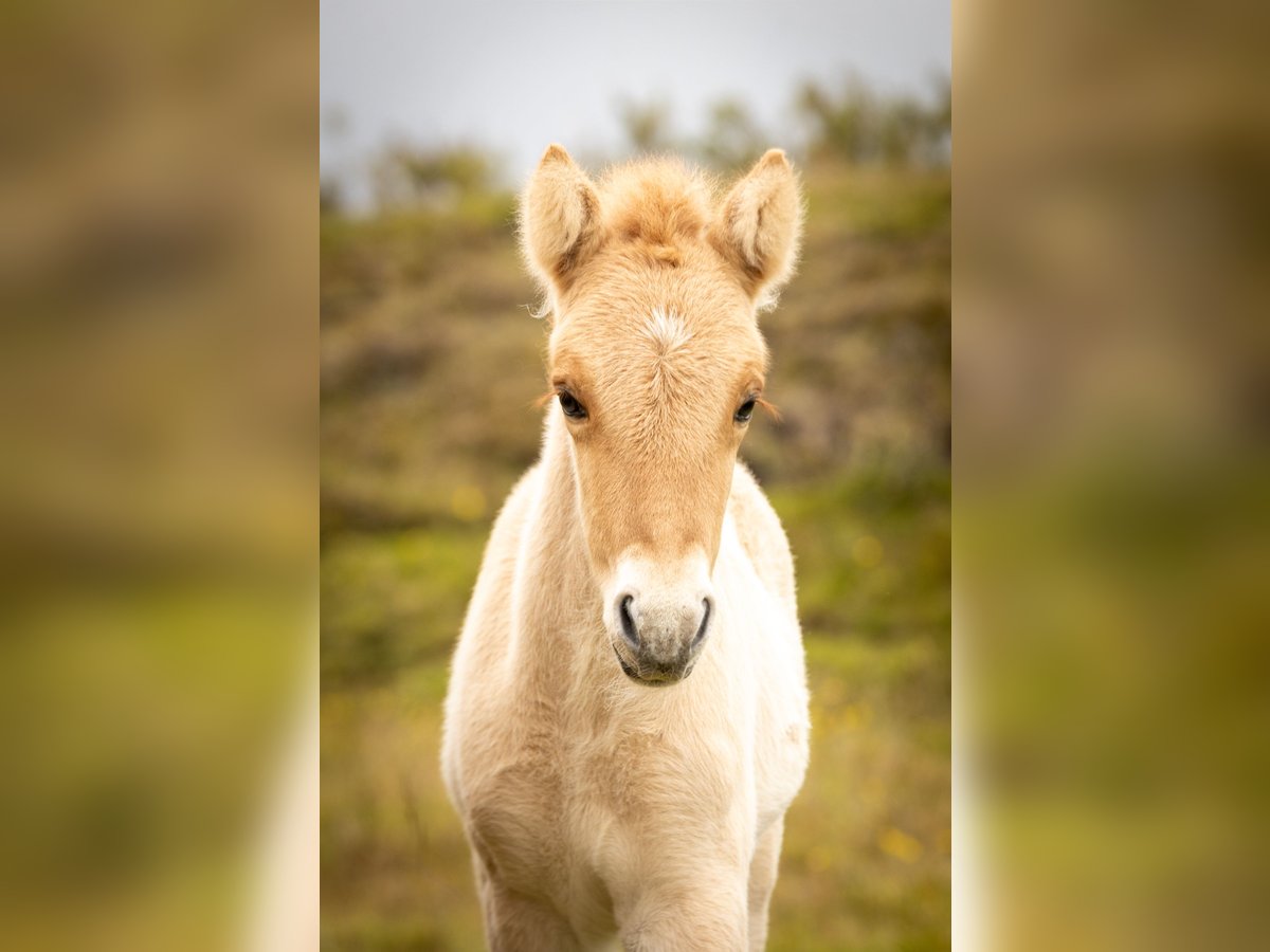 Islandpferd Hengst  Red Dun in Hvolsv&#xF6;llur