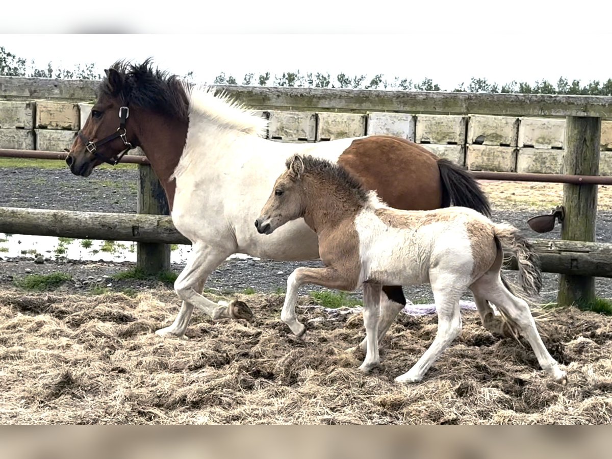 Islandpferd Hengst Fohlen (06/2025) Tobiano-alle-Farben in Hvolsvollur