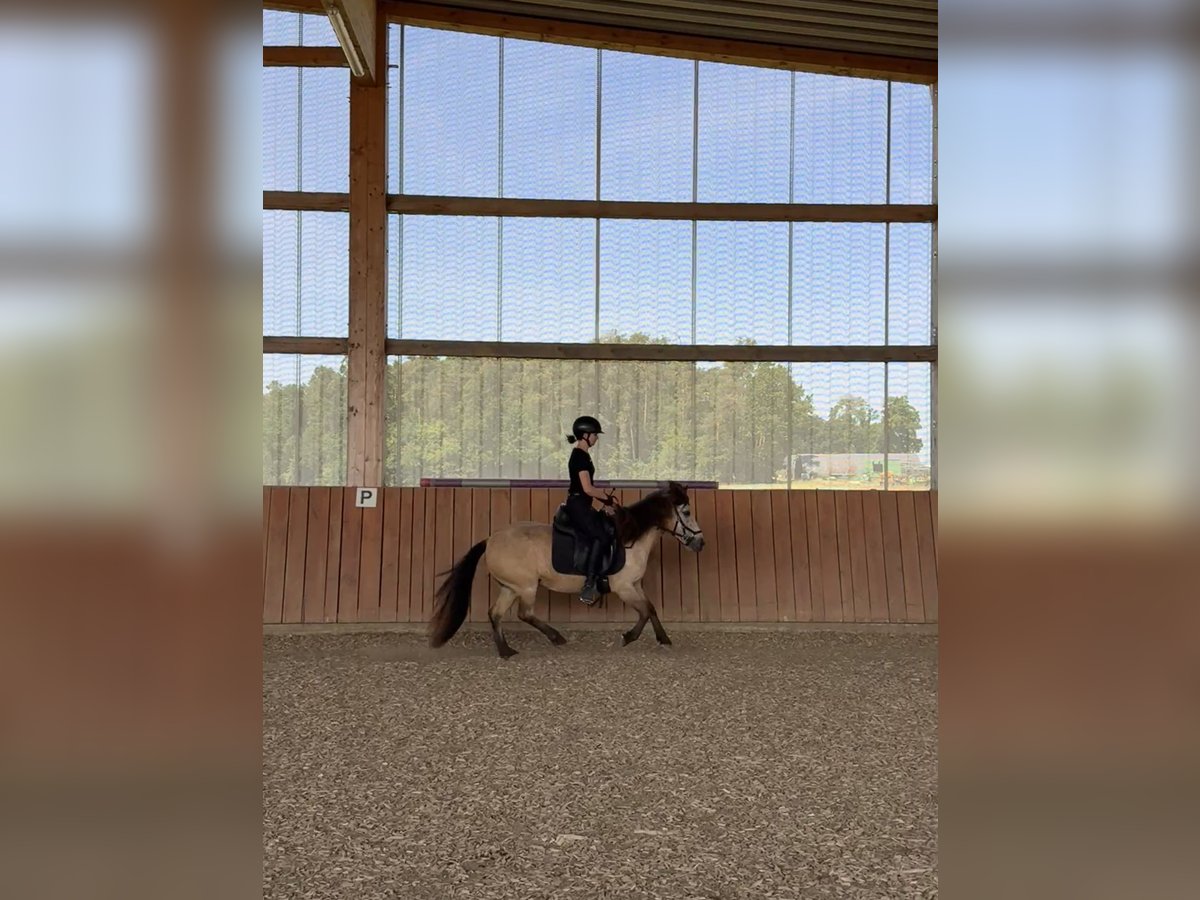 Islandpferd Stute 10 Jahre 135 cm Falbe in Langenzenn