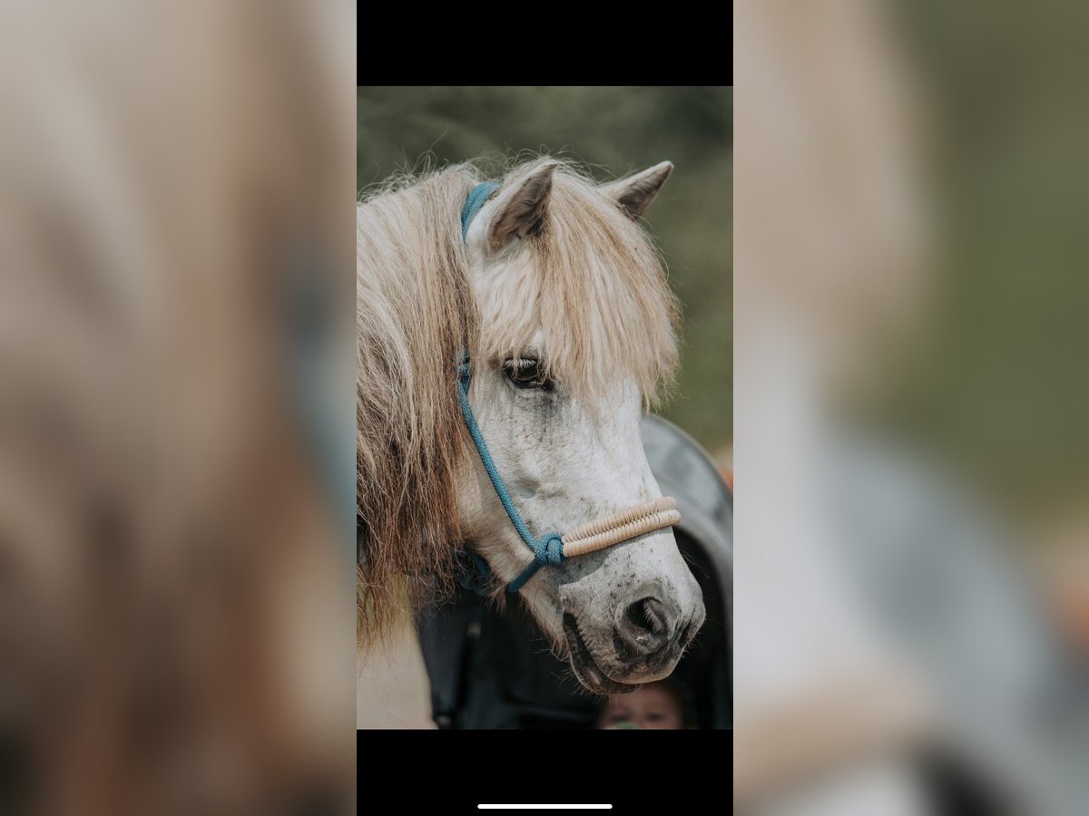 Islandpferd Stute 10 Jahre 135 cm Schimmel in Dettenheim