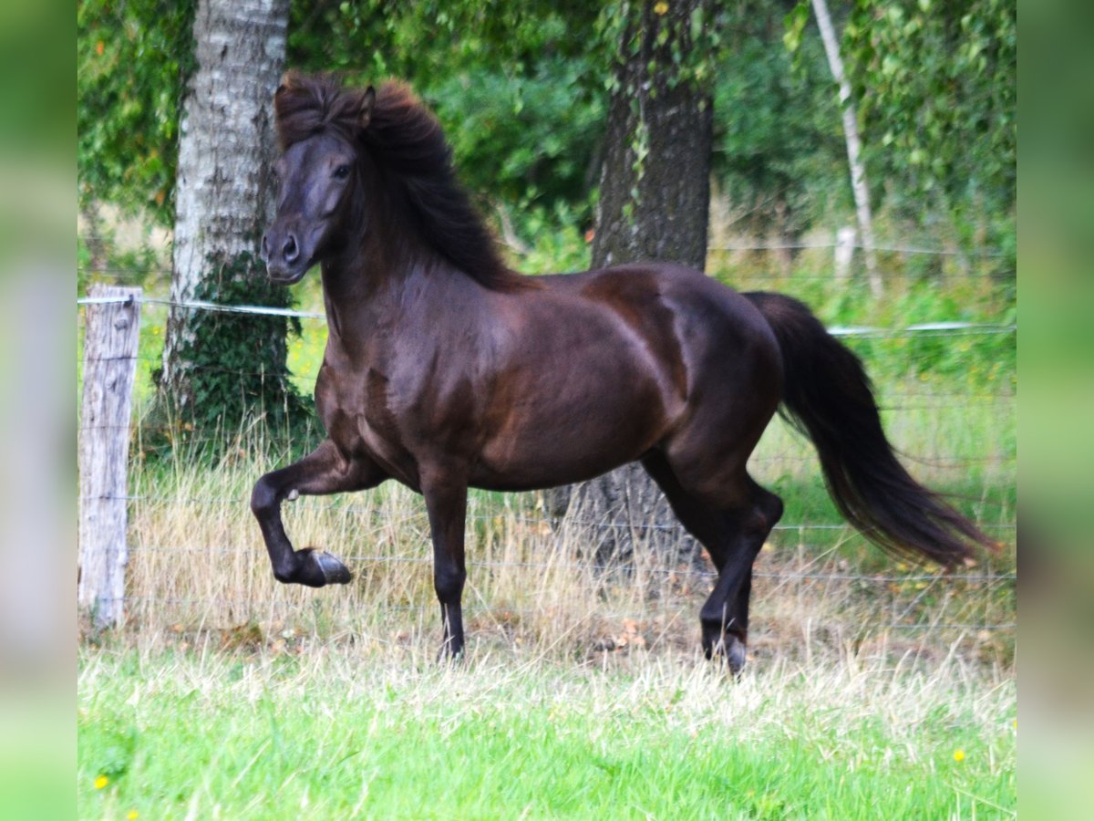 Islandpferd Stute 10 Jahre 137 cm Rappe in Ladbergen