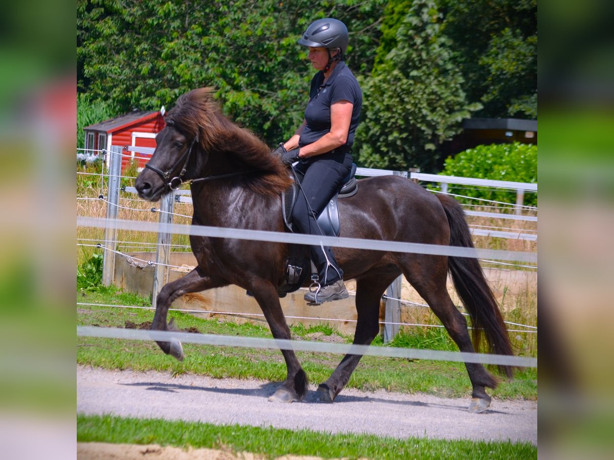 Islandpferd Stute 10 Jahre 137 cm Rappe in Ladbergen