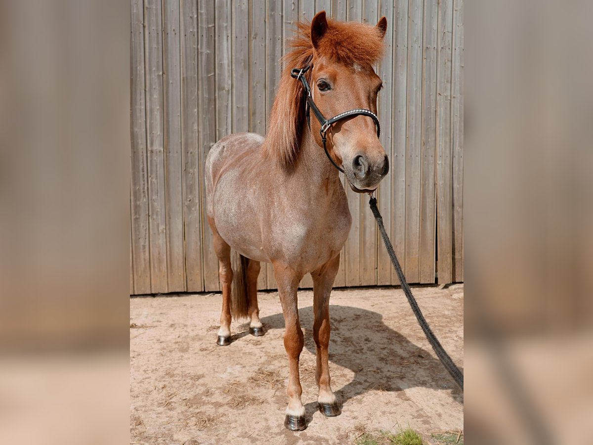 Islandpferd Stute 10 Jahre 138 cm Fuchs in Badbergen