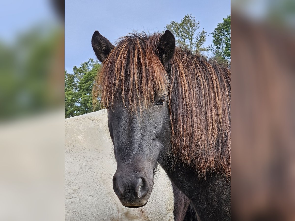 Islandpferd Stute 10 Jahre 138 cm Rappe in Mossauta
