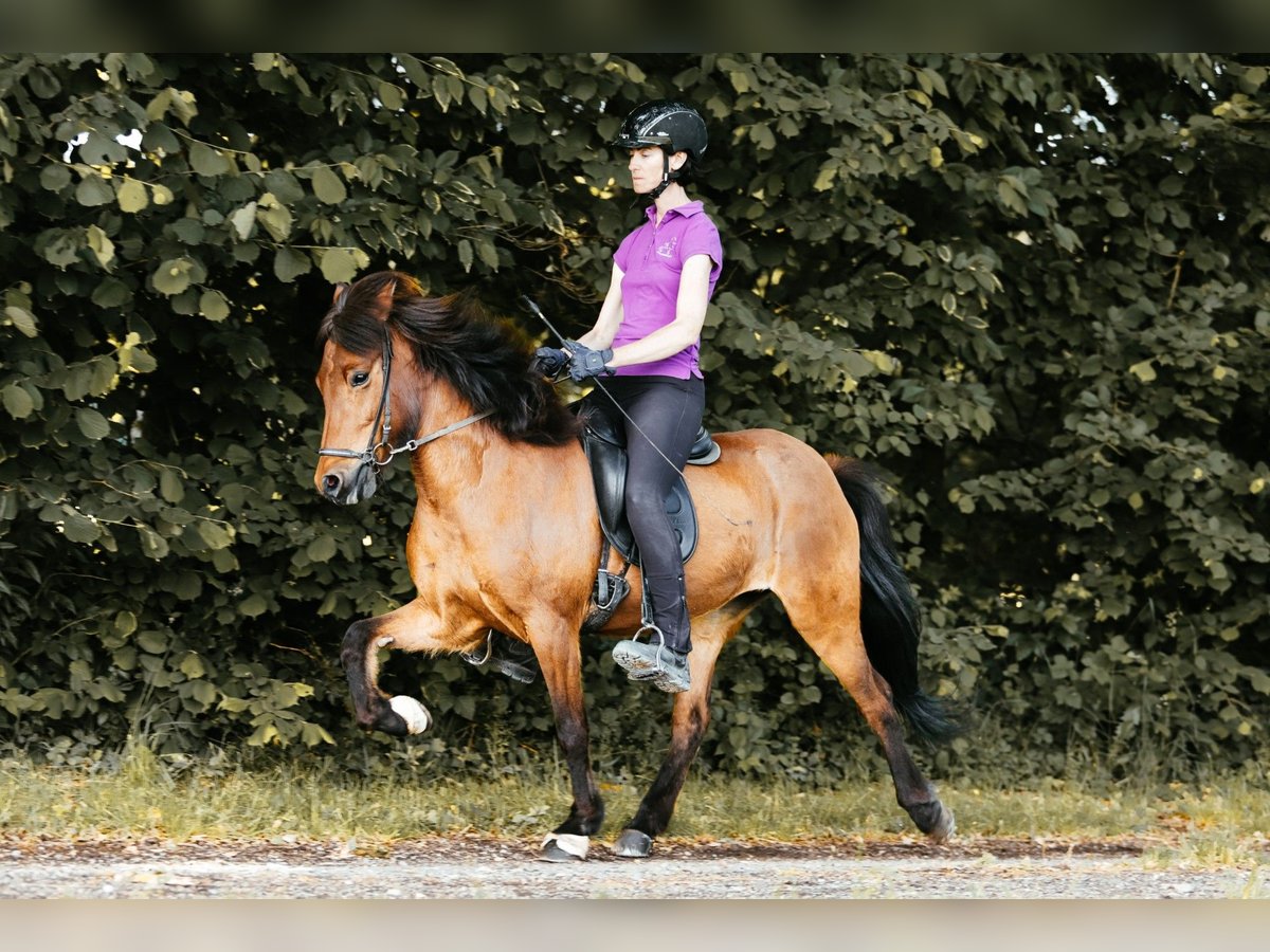 Islandpferd Stute 10 Jahre 139 cm Brauner in Taufkirchen an der Trattnach