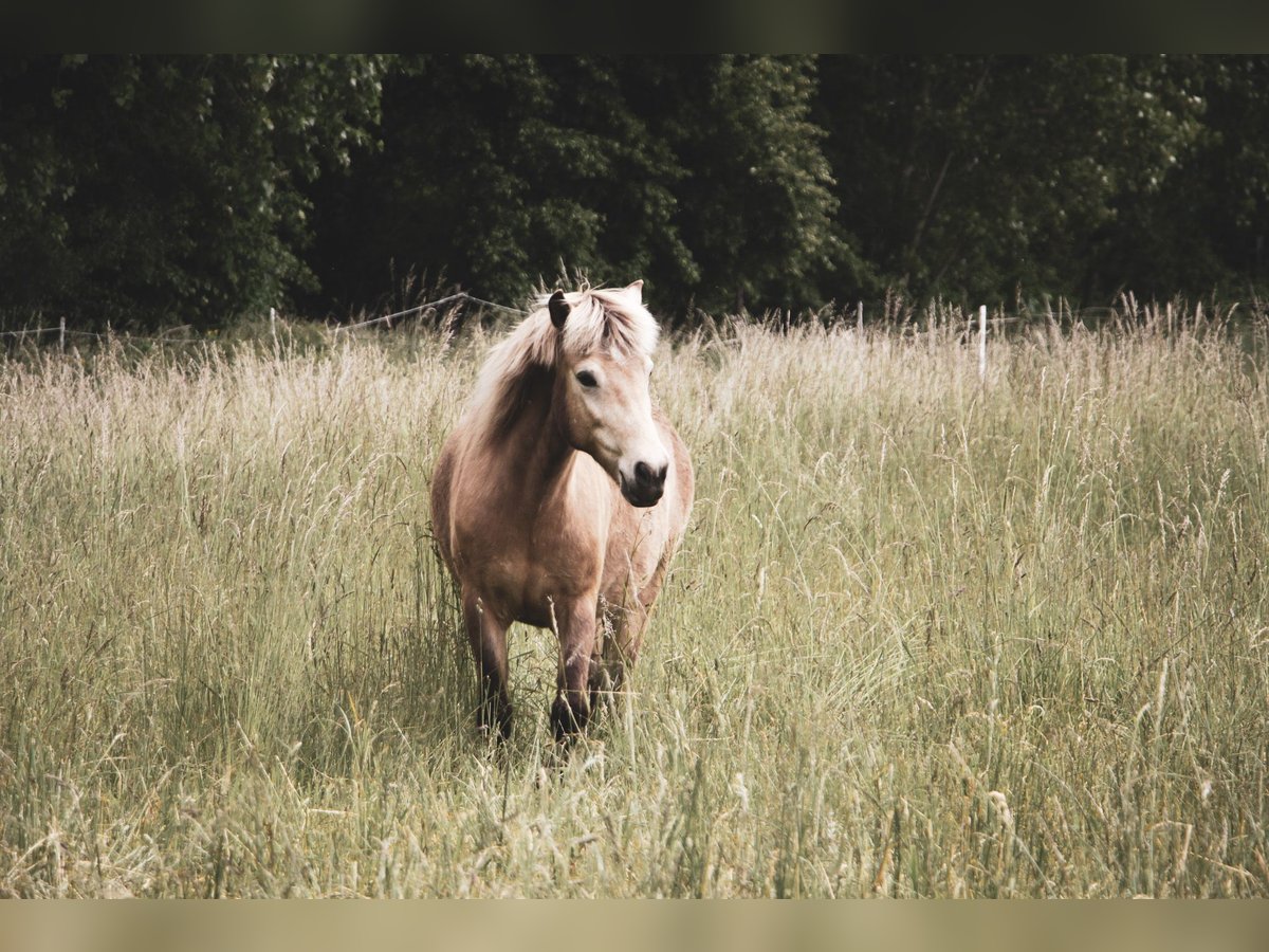 Islandpferd Stute 10 Jahre 140 cm Buckskin in Eilenstedt Islandpferd Stute 10 Jahre 140 cm Buckskin in Eilenstedt