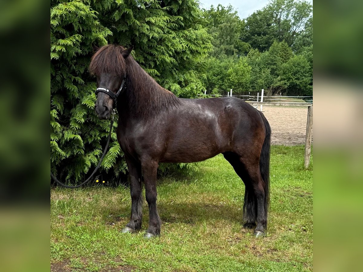 Islandpferd Stute 10 Jahre 140 cm Rappe in Windhagen