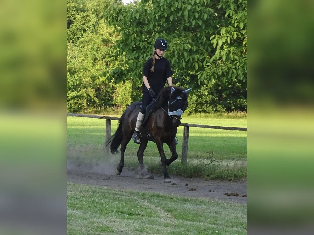 Islandpferd Stute 10 Jahre 143 cm Rappe in Alfter