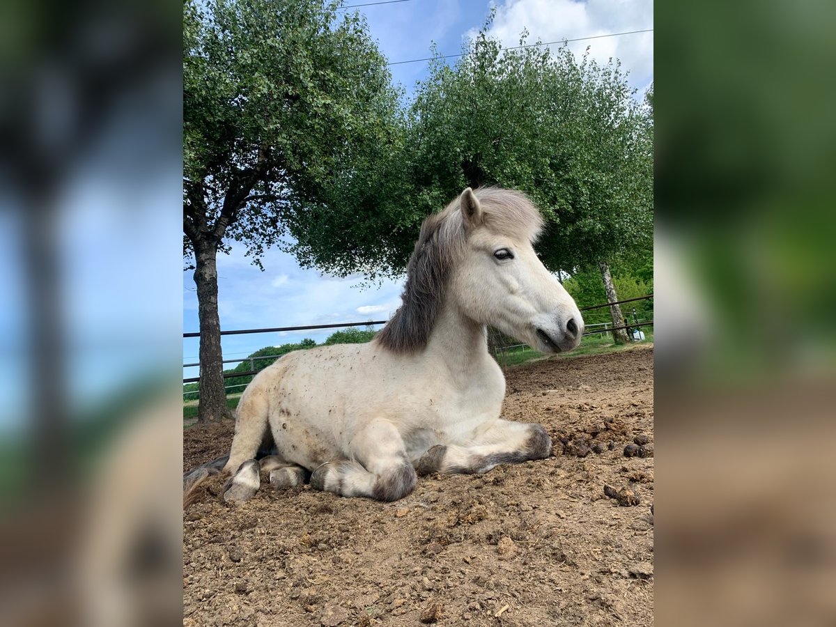 Islandpferd Stute 10 Jahre 143 cm Schimmel in Bietigheim