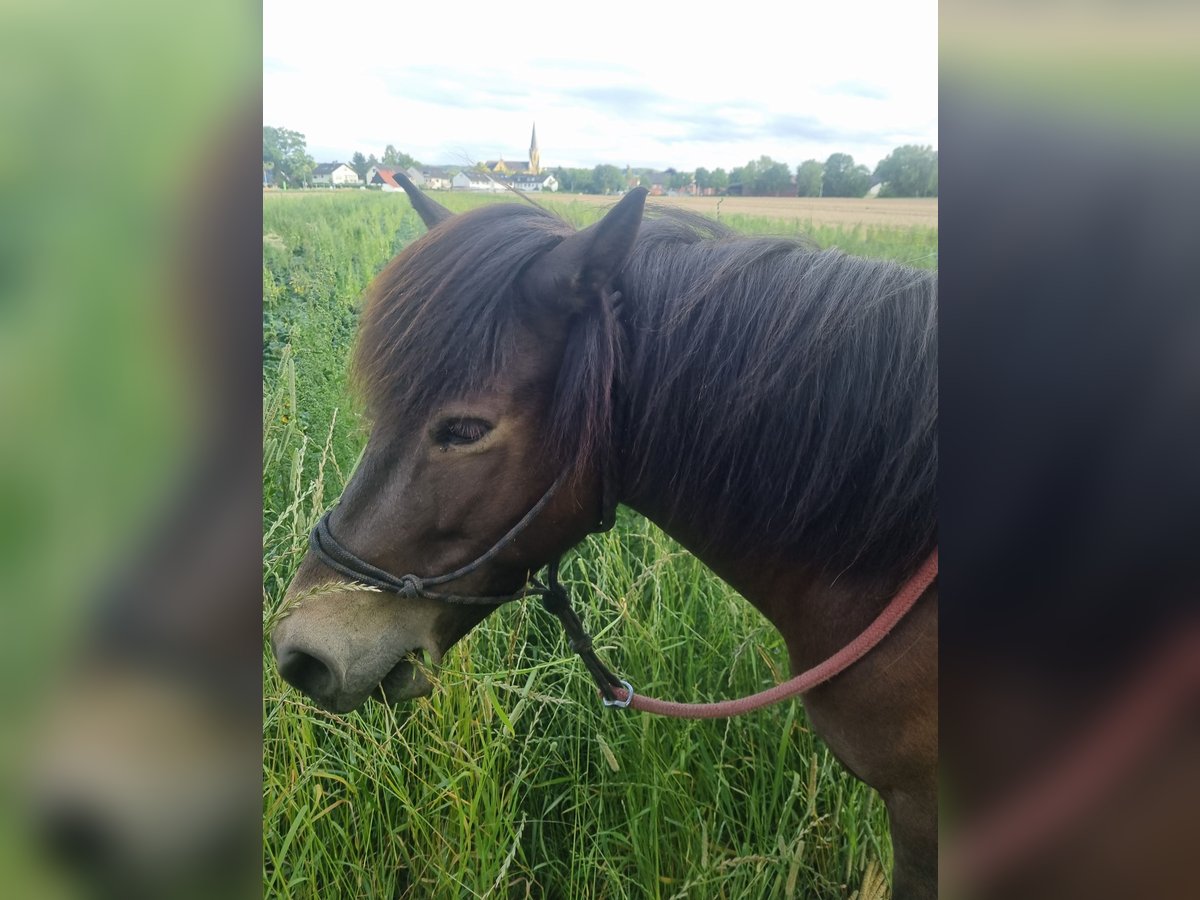Islandpferd Stute 11 Jahre 130 cm Dunkelbrauner in Werl