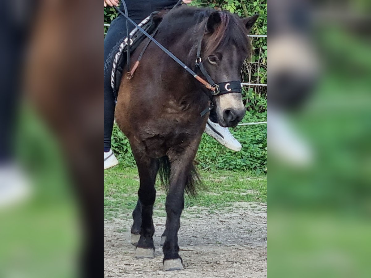 Islandpferd Stute 11 Jahre 130 cm Dunkelbrauner in Werl