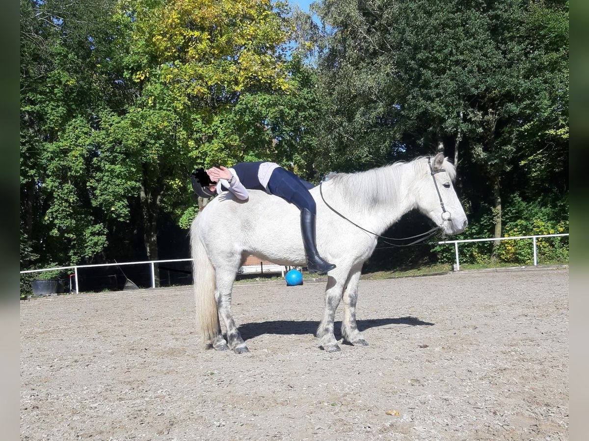 Islandpferd Stute 11 Jahre 134 cm Schimmel in Holzg&#xFC;nz