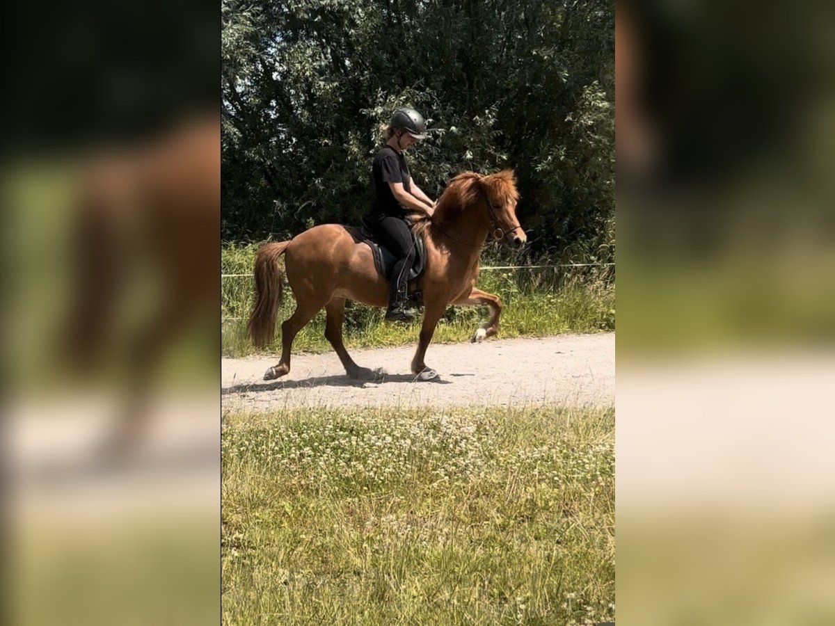 Islandpferd Stute 11 Jahre 136 cm Fuchs in Stapelfeld