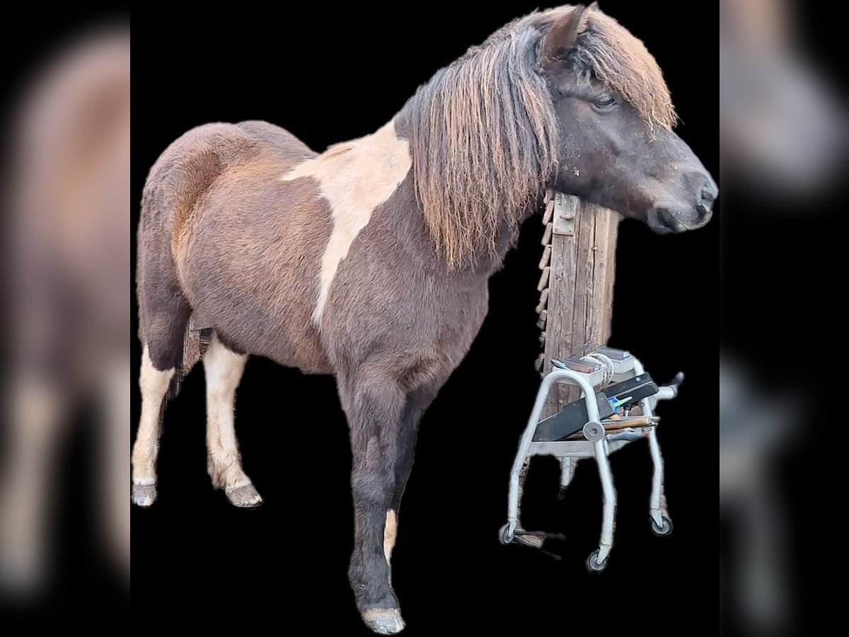 Islandpferd Stute 11 Jahre 136 cm Schecke in Schleiden