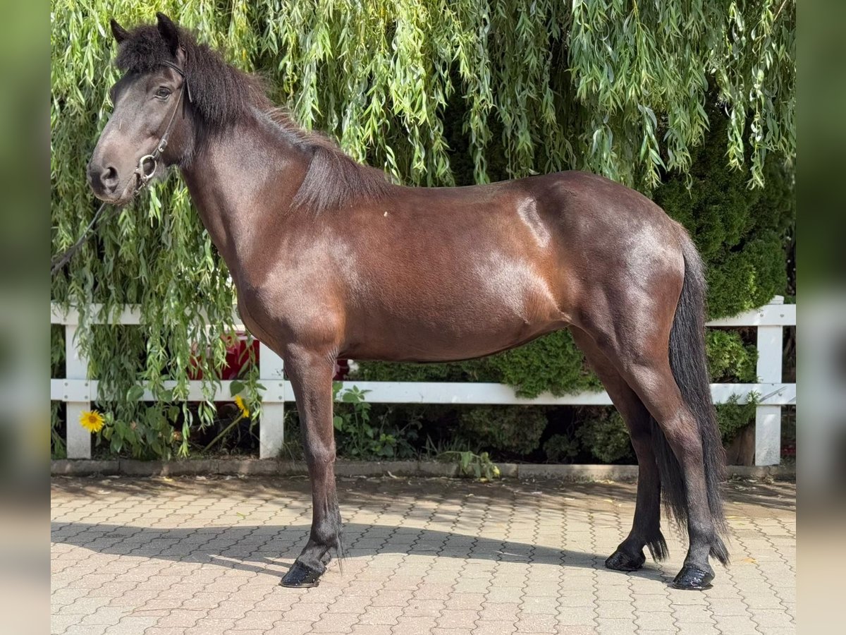 Islandpferd Stute 11 Jahre 137 cm Rappe in Lochen am See